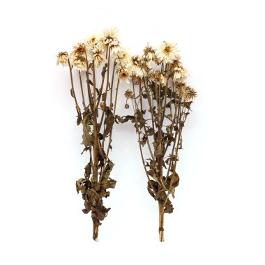 Beyaz arka plan üzerinde izole kuru çiçek