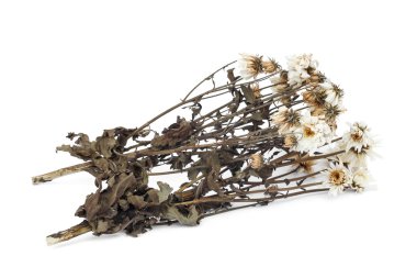 Beyaz arka plan üzerinde izole kuru çiçek