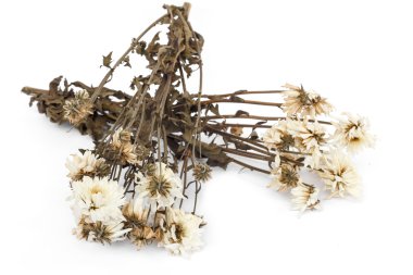 Beyaz arka plan üzerinde izole kuru çiçek