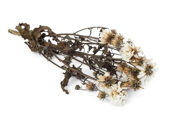 Sušený květ izolovaných na bílém pozadí — Stock fotografie