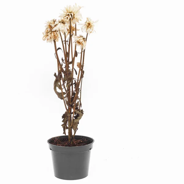 Getrocknete Blume isoliert auf weißem Hintergrund — Stockfoto
