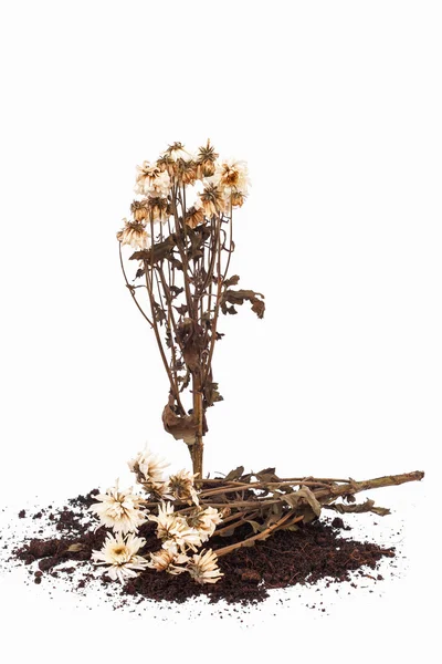 Getrocknete Blume isoliert auf weißem Hintergrund — Stockfoto