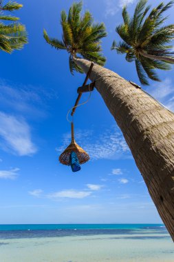 Hindistan cevizi ağacı yanında plaj