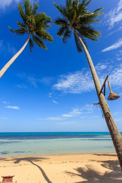 Kokosnøtttre ved stranden – stockfoto