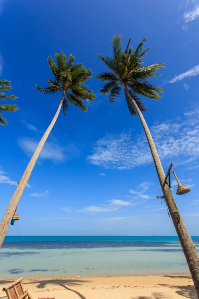 Kokosnøtttre ved stranden – stockfoto