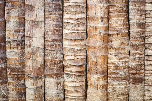 Coconut tree texture — Stock Photo, Image
