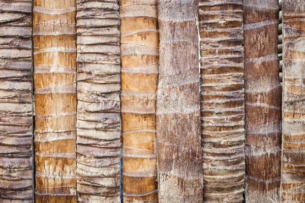 Coconut tree texture — Stock Photo, Image