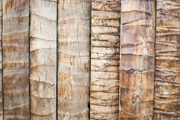 椰子树纹理 — 图库照片