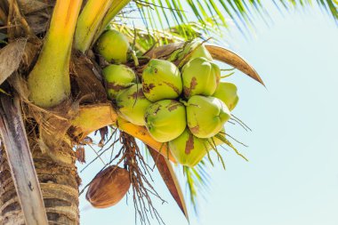 Hindistan cevizi ağacı