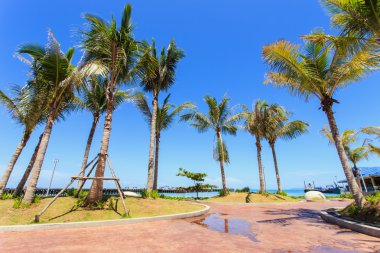 Hindistan cevizi ağacı