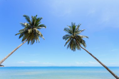 Hindistan cevizi ağacı tropikal plaj