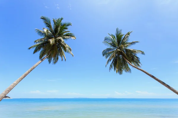 Coconut tree at tropical beach — Stock Photo, Image