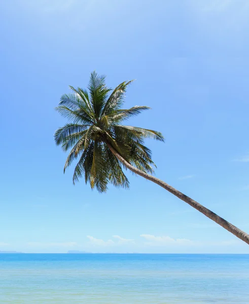 Kokospalme am tropischen Strand — Stockfoto