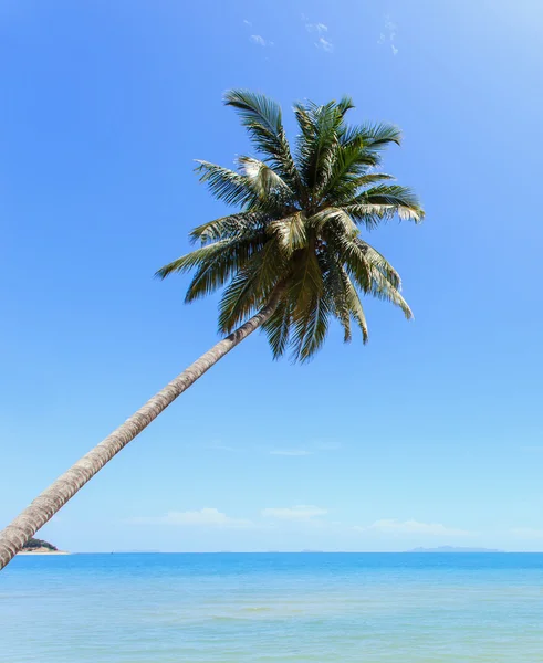 Coconut tree at tropical beach — Stock Photo, Image