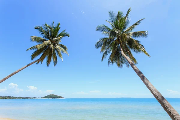 Kokosová palma na tropické pláži — Stock fotografie