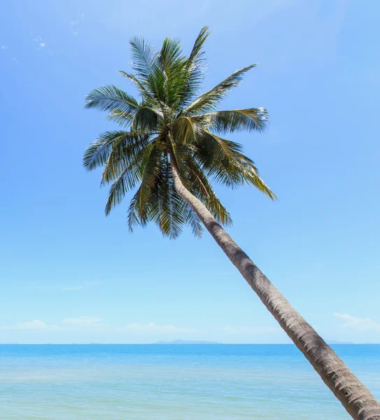 Coconut tree at tropical beach — Stock Photo, Image