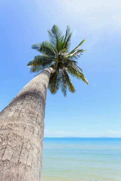 Coconut tree at tropical beach — Stock Photo, Image