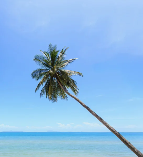 Coconut tree at tropical beach — Stock Photo, Image