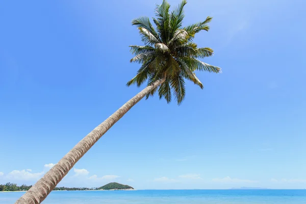 Kokosová palma na tropické pláži — Stock fotografie