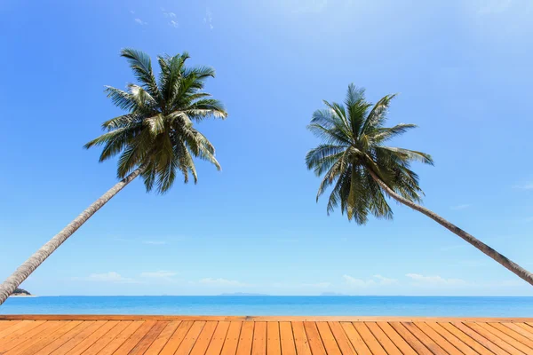 在热带海滩椰子树 — 图库照片