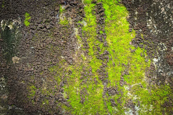 Fechar o molde verde na parede de cimento velho — Fotografia de Stock