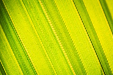 Ağaç yakından bırakmak için arka plan dokusu