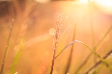 Sabah çimen çiçeği