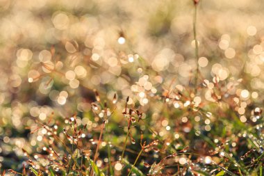 Bulanıklık açık renkli özetini