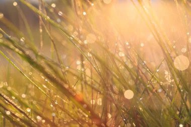 Soyut sabah yeşil çimen