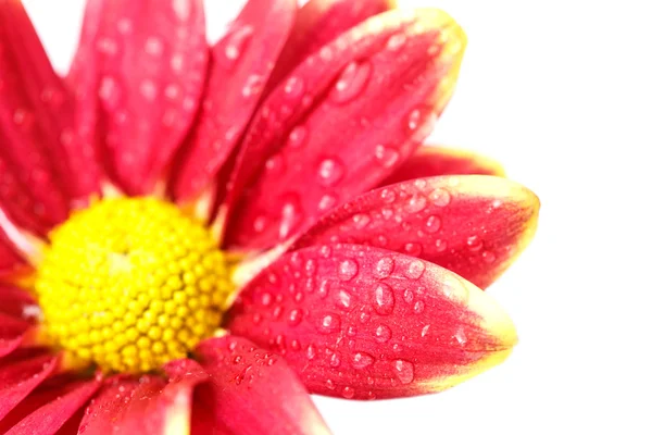 Flor com gota de água — Fotografia de Stock