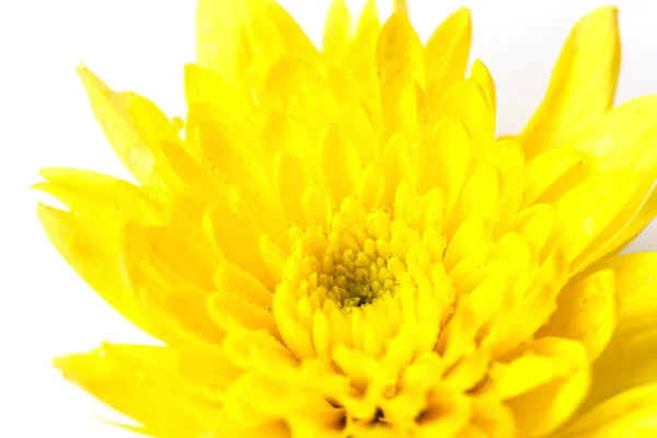 Kwiat z kroplą wody — Zdjęcie stockowe