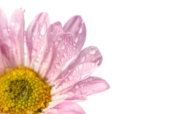 Flor con gota de agua — Foto de Stock