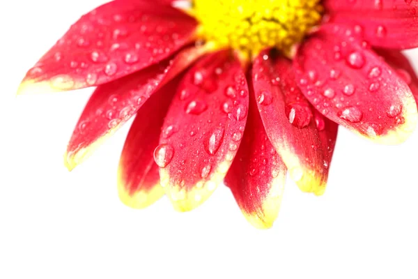 Flor con gota de agua — Foto de Stock