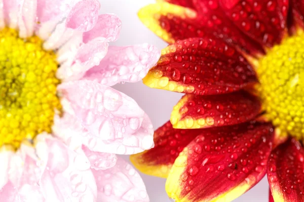 Flor com gota de água — Fotografia de Stock