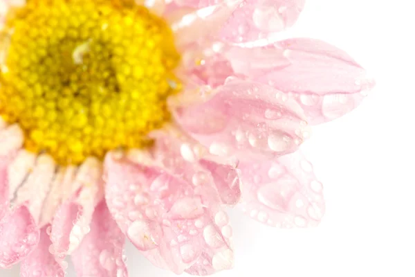 Kwiat z kroplą wody — Zdjęcie stockowe