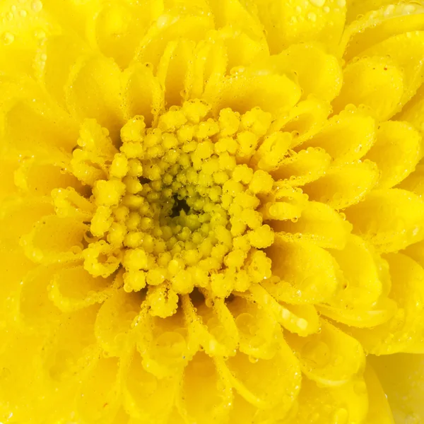 水滴のついた花 — ストック写真