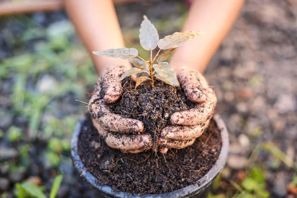 Mano de niños sosteniendo la planta y el suelo — Foto de Stock
