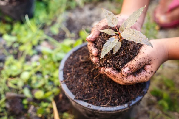 Tangan anak-anak memegang tanaman dan tanah — Stok Foto