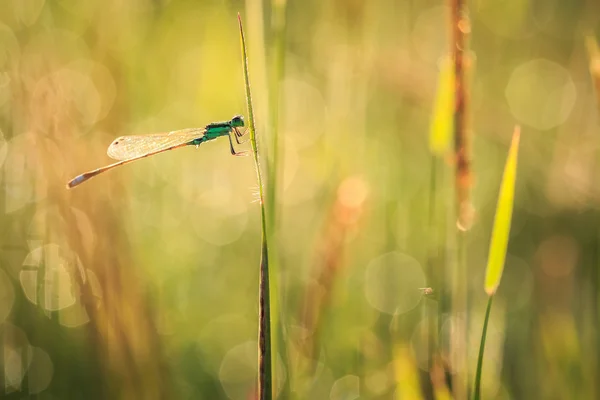 Libelle auf Pflanze — Stockfoto