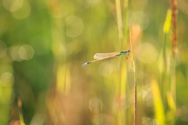 Dragonfly on plant — Stock Photo, Image