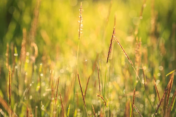 Gräs blomma på morgonen — Stockfoto