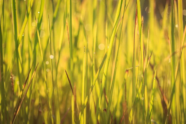 Gebied van groen gras in de ochtend — Stockfoto