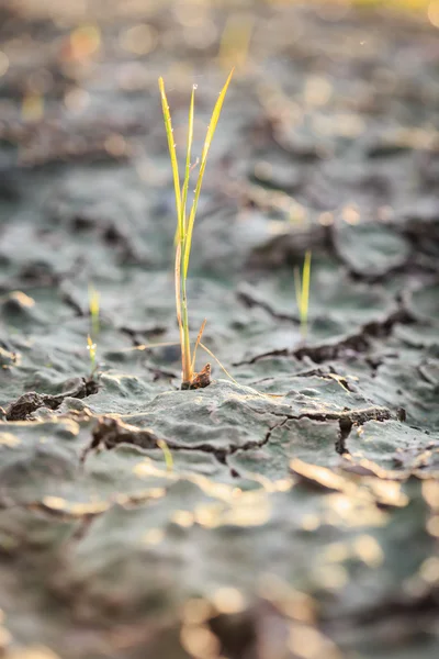 Tráva na půdě crack — Stock fotografie