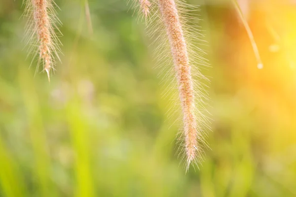 Kwiat trawy rano — Zdjęcie stockowe