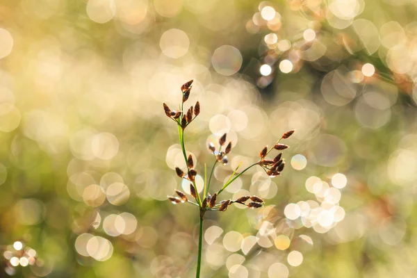 Erba fiore al mattino — Foto Stock