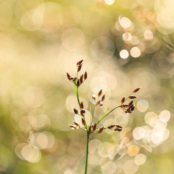 Grasblüte am Morgen — Stockfoto