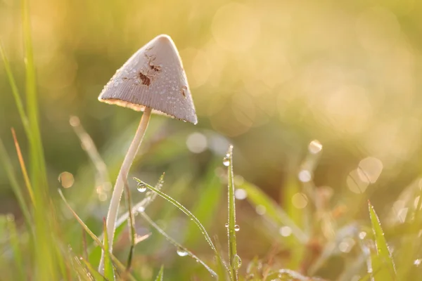 Svampar i gräset — Stockfoto