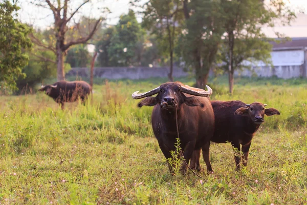 Bøffel i thailand - Stock-foto
