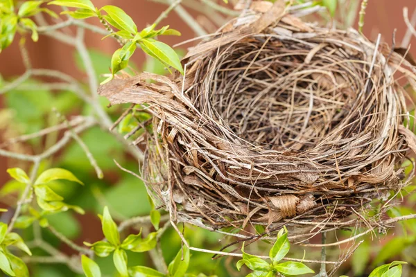Lege vogel nest op boom — Stockfoto