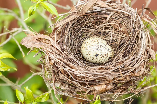 Kwarteleieren in het nest — Stockfoto